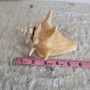 Vintage Queen Conch Shell Pink 5.5" St Thomas Virgin Islands Dated 1983